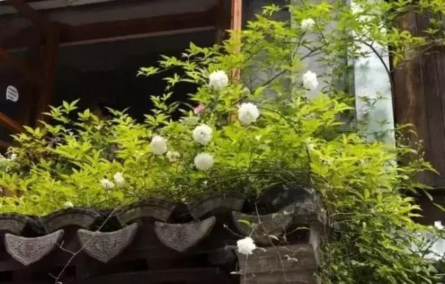 這樣的院子，只有中國人駕馭得了它！